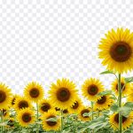 Sunflowers, Sunflower Field PNG, Sunflowers PNG, PNG, PNG Images, Transparent Files, png free, png file, Free PNG, png download, PNG Image Hub,