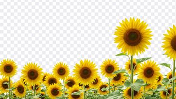 Sunflowers, Sunflower Field PNG, Sunflowers PNG, PNG, PNG Images, Transparent Files, png free, png file, Free PNG, png download, PNG Image Hub,