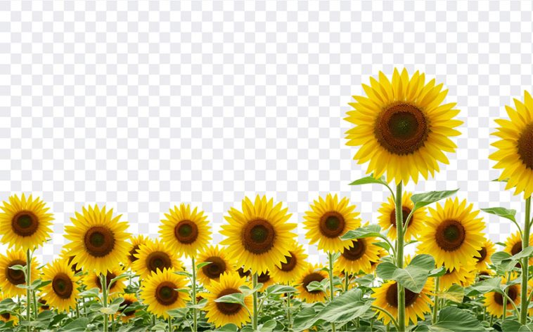 Sunflowers, Sunflower Field PNG, Sunflowers PNG, PNG, PNG Images, Transparent Files, png free, png file, Free PNG, png download, PNG Image Hub,