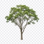 Tree PNG, Tree, Tree PNG Realistic, Nature, PNG, PNG Images, Transparent Files, png free, png file, Free PNG, png download, PNG Image Hub,