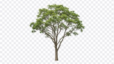 Tree PNG, Tree, Tree PNG Realistic, Nature, PNG, PNG Images, Transparent Files, png free, png file, Free PNG, png download, PNG Image Hub,