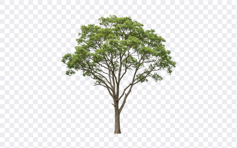 Tree PNG, Tree, Tree PNG Realistic, Nature, PNG, PNG Images, Transparent Files, png free, png file, Free PNG, png download, PNG Image Hub,