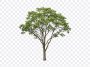 Tree PNG, Tree, Tree PNG Realistic, Nature, PNG, PNG Images, Transparent Files, png free, png file, Free PNG, png download, PNG Image Hub,
