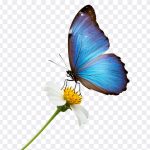 Flower PNG, Butterfly, Blue Butterfly on Flower PNG, Blue Butterfly, PNG, PNG Images, Transparent Files, png free, png file, Free PNG, png download, PNG Image Hub,