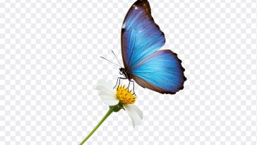 Flower PNG, Butterfly, Blue Butterfly on Flower PNG, Blue Butterfly, PNG, PNG Images, Transparent Files, png free, png file, Free PNG, png download, PNG Image Hub,