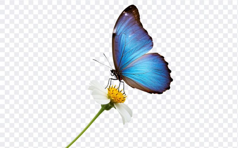 Flower PNG, Butterfly, Blue Butterfly on Flower PNG, Blue Butterfly, PNG, PNG Images, Transparent Files, png free, png file, Free PNG, png download, PNG Image Hub,