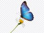 Flower PNG, Butterfly, Blue Butterfly on Flower PNG, Blue Butterfly, PNG, PNG Images, Transparent Files, png free, png file, Free PNG, png download, PNG Image Hub,
