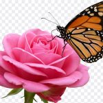 Butterfly on Rose, Rose PNG, Butterfly on Rose PNG, Butterfly, PNG, PNG Images, Transparent Files, png free, png file, Free PNG, png download, PNG Image Hub,