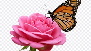 Butterfly on Rose, Rose PNG, Butterfly on Rose PNG, Butterfly, PNG, PNG Images, Transparent Files, png free, png file, Free PNG, png download, PNG Image Hub,