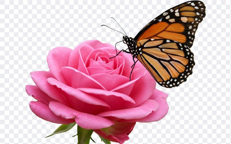 Butterfly on Rose, Rose PNG, Butterfly on Rose PNG, Butterfly, PNG, PNG Images, Transparent Files, png free, png file, Free PNG, png download, PNG Image Hub,