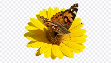 Butterfly on Sunflower, Butterfly Transparent, Butterfly on Sunflower PNG, Butterfly, Sunflower PNG, PNG, PNG Images, Transparent Files, png free, png file, Free PNG, png download, PNG Image Hub,