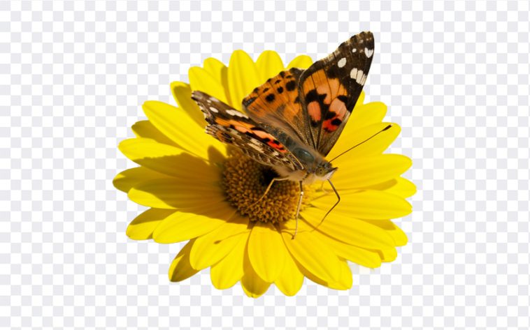 Butterfly on Sunflower, Butterfly Transparent, Butterfly on Sunflower PNG, Butterfly, Sunflower PNG, PNG, PNG Images, Transparent Files, png free, png file, Free PNG, png download, PNG Image Hub,