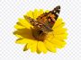 Butterfly on Sunflower, Butterfly Transparent, Butterfly on Sunflower PNG, Butterfly, Sunflower PNG, PNG, PNG Images, Transparent Files, png free, png file, Free PNG, png download, PNG Image Hub,
