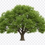 Oak Tree PNG, Green Oak Tree PNG, Green Oak Tree, Green Oak Tree PNG Transparent, Green Oak, Tree PNG, Tree PNG Transparent, PNG, PNG Images, Transparent Files, png free, png file, Free PNG, png download, PNG Image Hub,