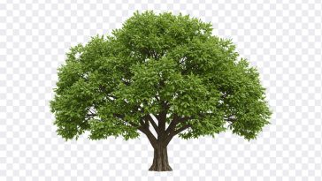Oak Tree PNG, Green Oak Tree PNG, Green Oak Tree, Green Oak Tree PNG Transparent, Green Oak, Tree PNG, Tree PNG Transparent, PNG, PNG Images, Transparent Files, png free, png file, Free PNG, png download, PNG Image Hub,