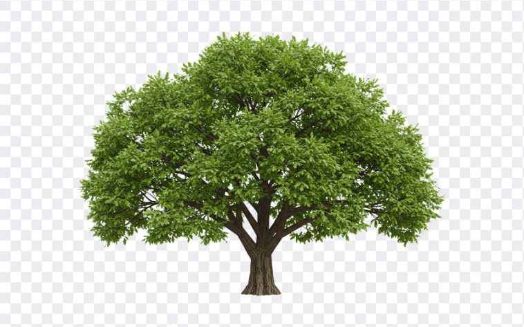 Oak Tree PNG, Green Oak Tree PNG, Green Oak Tree, Green Oak Tree PNG Transparent, Green Oak, Tree PNG, Tree PNG Transparent, PNG, PNG Images, Transparent Files, png free, png file, Free PNG, png download, PNG Image Hub,
