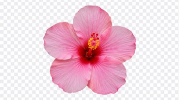 Pink Hibiscus Flower PNG, Flower PNG, Pink Hibiscus Flower, Hibiscus Flower PNG, Pink Hibiscus Flower PNG Transparent, Pink Hibiscus, Flower PNG Transparent, PNG, PNG Images, Transparent Files, png free, png file, Free PNG, png download, PNG Image Hub,