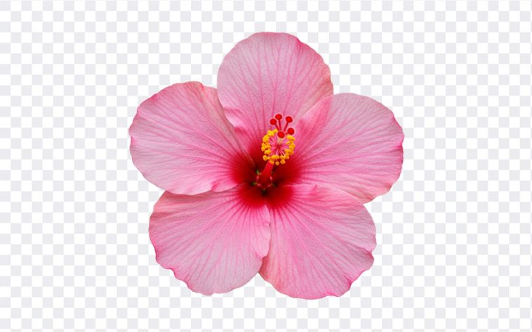 Pink Hibiscus Flower PNG, Flower PNG, Pink Hibiscus Flower, Hibiscus Flower PNG, Pink Hibiscus Flower PNG Transparent, Pink Hibiscus, Flower PNG Transparent, PNG, PNG Images, Transparent Files, png free, png file, Free PNG, png download, PNG Image Hub,