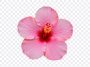 Pink Hibiscus Flower PNG, Flower PNG, Pink Hibiscus Flower, Hibiscus Flower PNG, Pink Hibiscus Flower PNG Transparent, Pink Hibiscus, Flower PNG Transparent, PNG, PNG Images, Transparent Files, png free, png file, Free PNG, png download, PNG Image Hub,